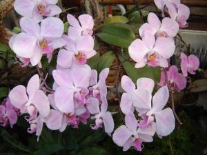 Musja_orchidee20.jpg