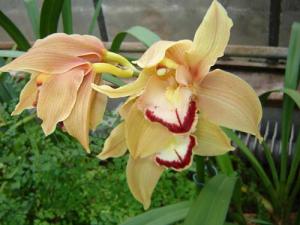 Musja_orchidee21a.jpg