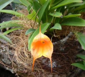 Musja_orchidee23.jpg