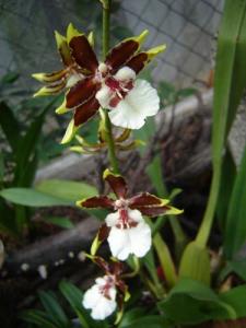 Musja_orchidee24.jpg