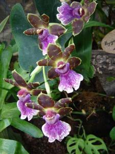 Musja_orchidee26.jpg