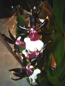 Musja_orchidee31.jpg