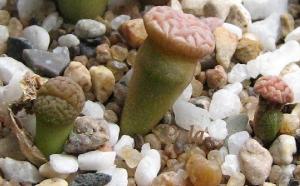 Lithops_hookeri_v_dabneri_c13__2009_03_04__Pola.jpg