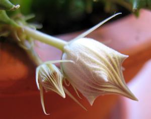 Huernia_5930.jpg