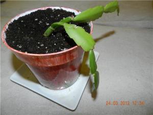 d56f66e2f401.jpg