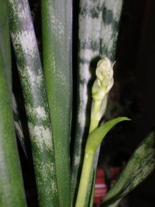 LUDSCN0008.JPG