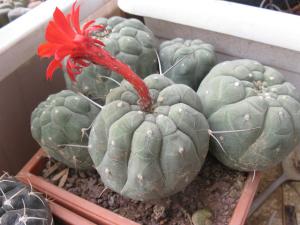 matucana_2080.jpg