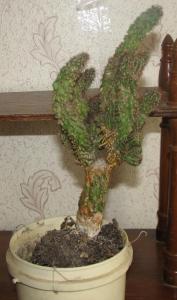 IMG_5213_1.jpg