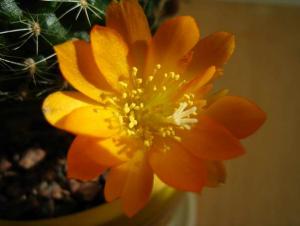 IMG_4269.jpg
