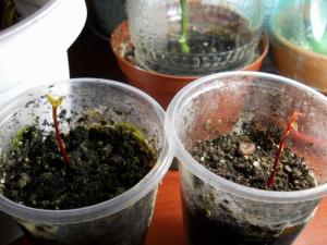 laurus 12.03.20.JPG