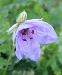 Erodium_sp4170.jpg