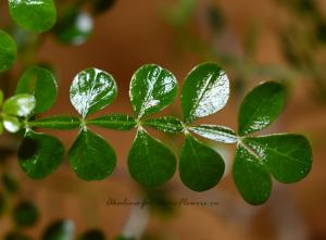 Operculicarya-leaves-2.jpg