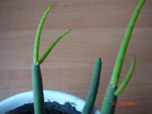DSC06211-м.jpg
