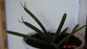 DSC06198-2.jpg