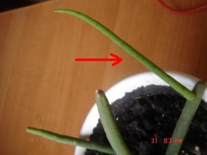 DSC06217-м.jpg