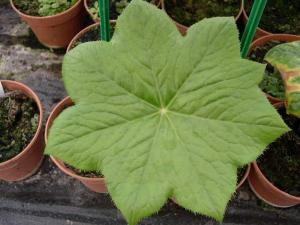 podophyllium-veitchii.JPG