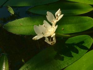 Aponogeton_distachyos.jpg