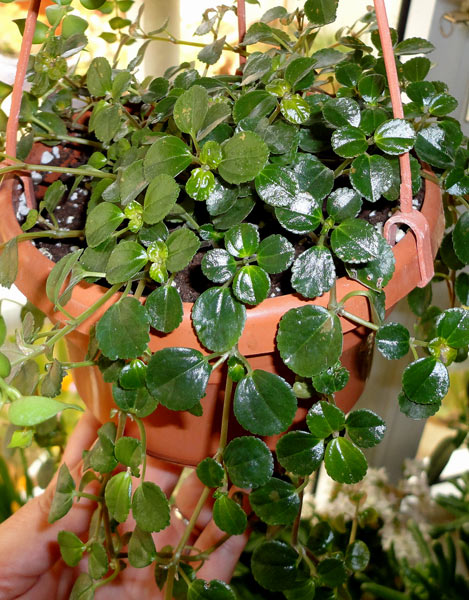 Ампельное с мелкими листиками PILEA DEPRESSA - Помогите опознать ...