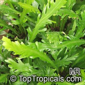 Asplenium_nidus_cv5725.jpg