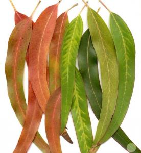 ifl_Eucalyptus.jpg
