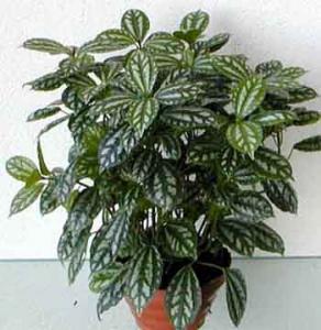 pilea_cadieri.jpg