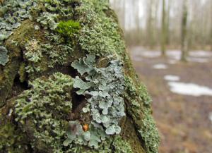 20150307113374254_HF_lichens.jpg