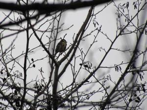 20150307113174252_HF_Parus_major.jpg