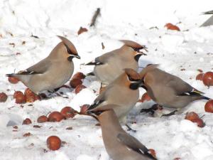 2011030740733_Bombycilla_garrulus.JPG