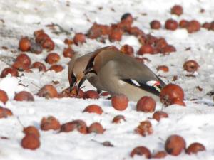 2011030740743_Bombycilla_garrulus.JPG