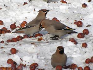 2011030740735_Bombycilla_garrulus.JPG