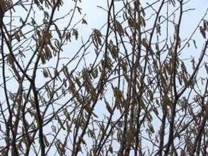 20150328134774468_HF_Corylus.jpg