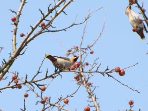 2011030740737_Bombycilla_garrulus.JPG