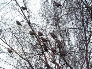 2012033057120_Bombycillus_garrulus_Betula.JPG