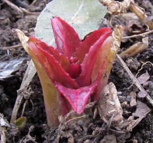 20150328131774440_HF_Epilobium.jpg