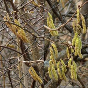 20150328134874469_HF_Corylus.jpg