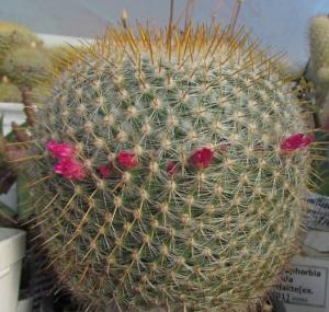 20150920101577754_HF_Mammillaria.jpg