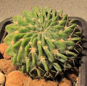 20160326043979989_HF_Cactus.jpg