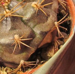 20160310165579667_HF_Gymnocalycium_damsii_burn.jpg