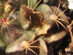 20150316194648468_HF_Gymnocalycium_damsii_burn.jpg