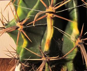 20160308091479589_HF_Ferocactus_burn.jpg