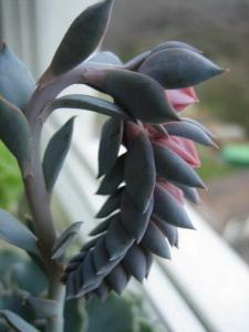IMG_8867_1.jpg