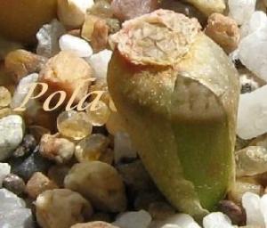 Lithops_hookeri_v_dabneri_c13___Pola.jpg