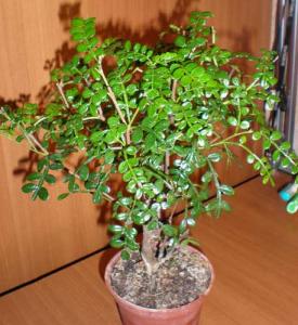 Zanthoxylum_piperitum.jpg