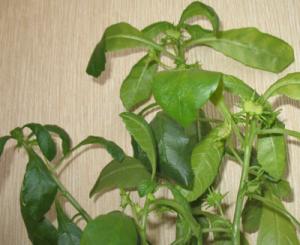 Dorstenia_hildebrandtii_.jpg