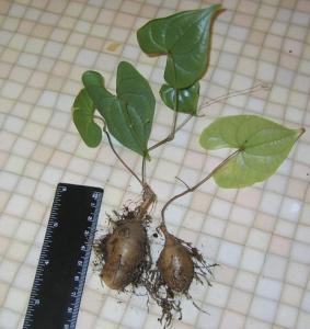 Dioscorea_sylvatica_1.jpg