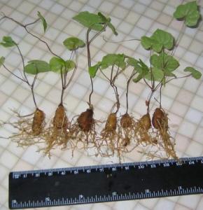 Dioscorea_rupicola_kaud.jpg