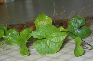 Dioscorea_rupicola_list.jpg