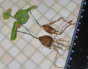 Dioscorea_hemicrypta_1.jpg
