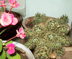 0041.gif