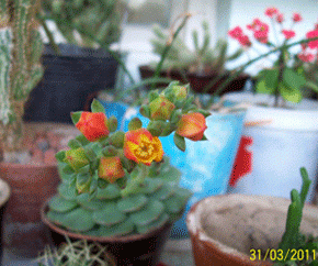 009.gif